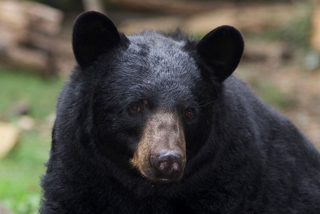 Bear dying. Барибал медведь. Черный медведь. Лунный медведь. Семейство Медвежьи.